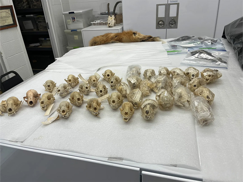 Table displaying a collection of animal skeletons.
