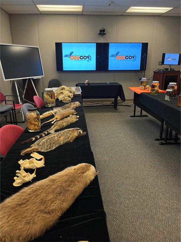 Animal specimens displayed on a black table.