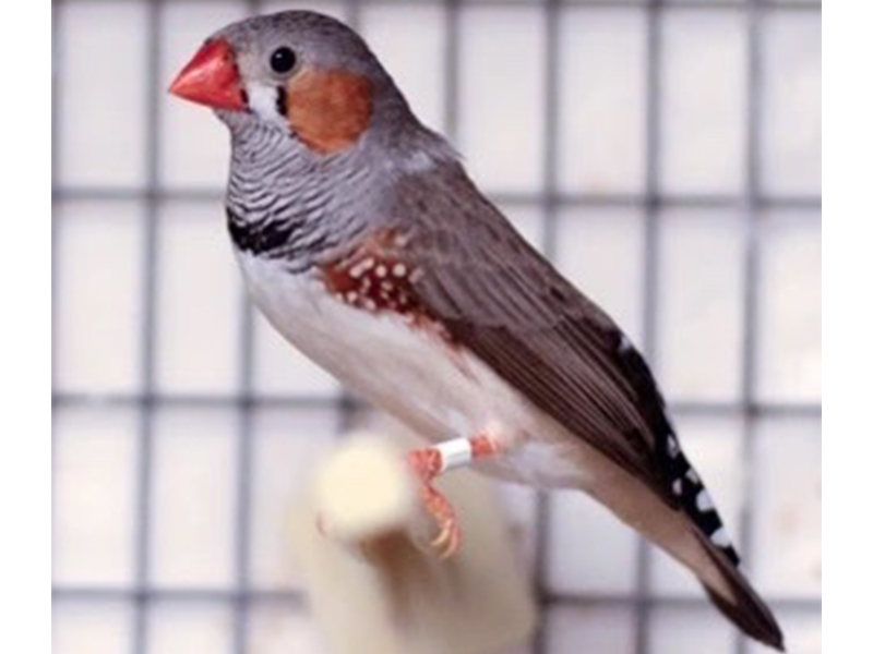 zebra finch