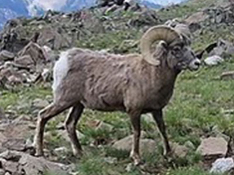 bighorn sheep