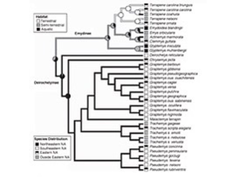 species chart