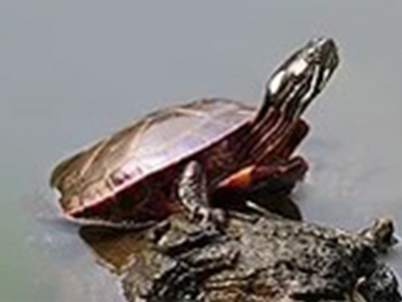 Pond Slider turtle