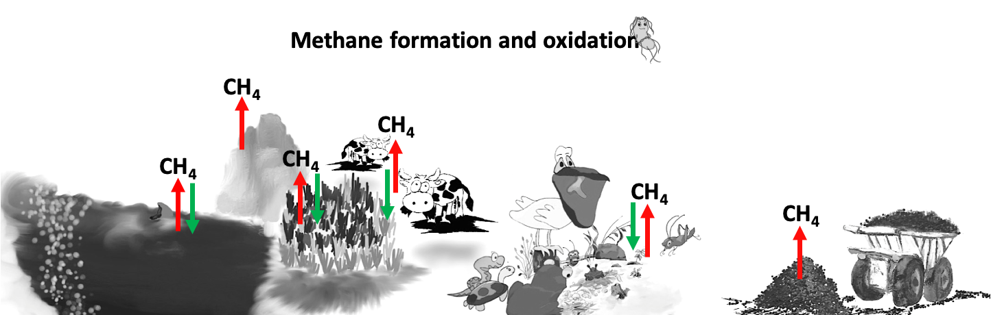 graphic explaining methane formation and oxidation graphic explaining methane formation and oxidation