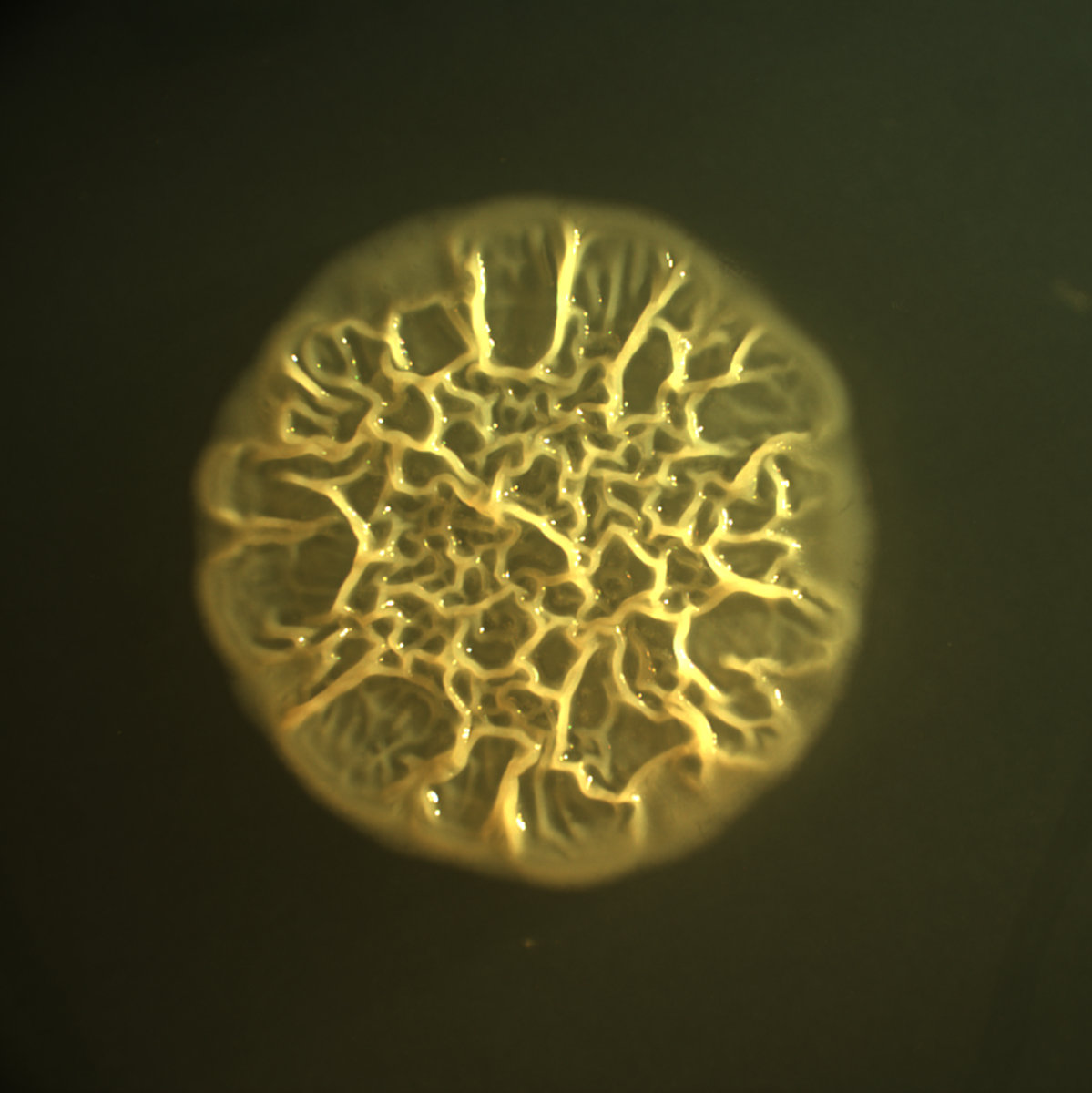 Photo of a cell secreting an extracellular matrix Photo of a cell secreting an extracellular matrix
