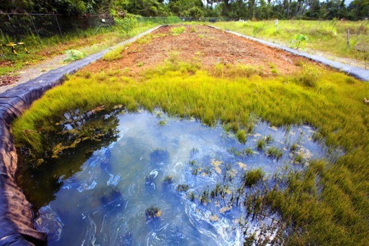 Photo of bioremediation Photo of bioremediation