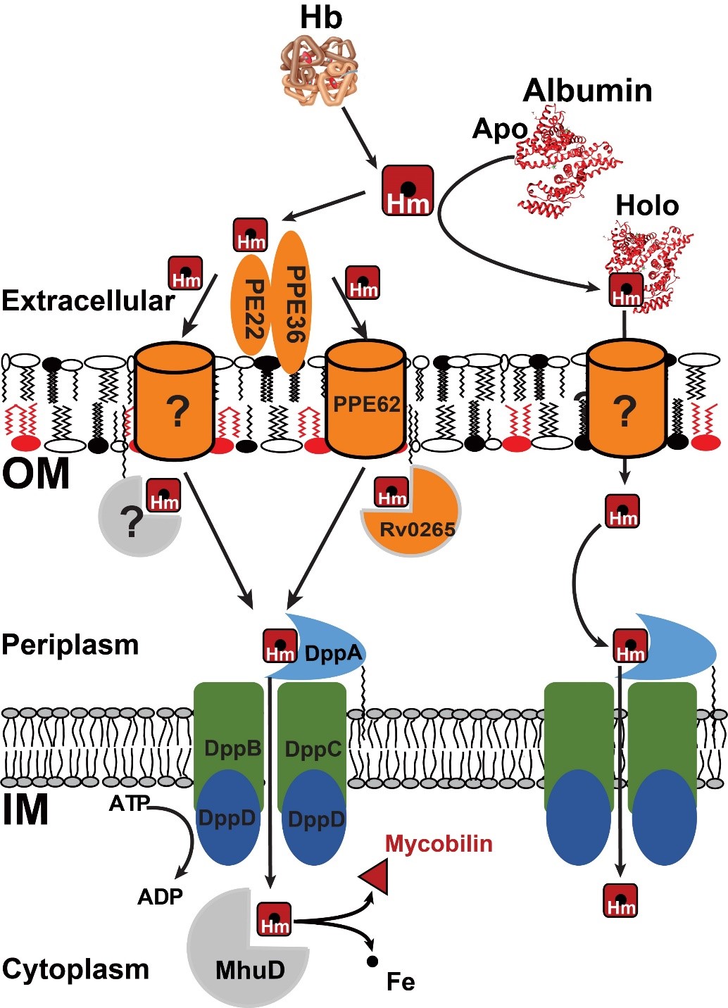 Heme acquisition by Mtb Model Heme acquisition by Mtb Model