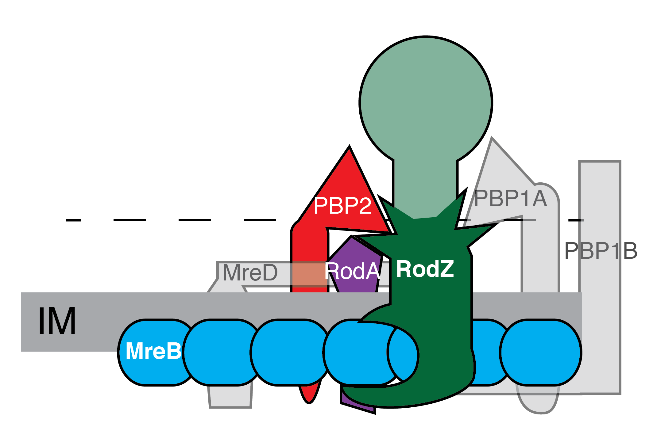 Graphic of cell shape of different mutants through microscopy Graphic of cell shape of different mutants through microscopy