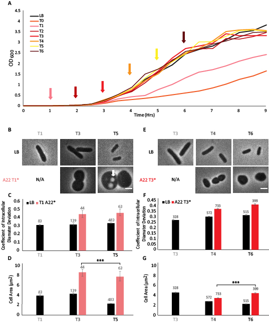 Graphic of link between cell division and elongation Graphic of link between cell division and elongation