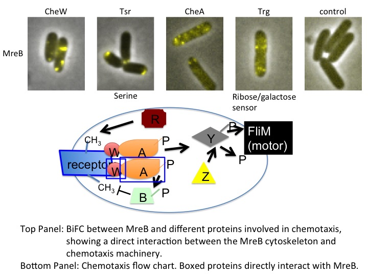 Graphics of BiFC Between MreB and proteins and Chemotaxis flow chart Graphics of BiFC Between MreB and proteins and Chemotaxis flow chart