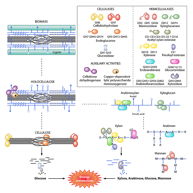 Graphic for energy metabolism process Graphic for energy metabolism process