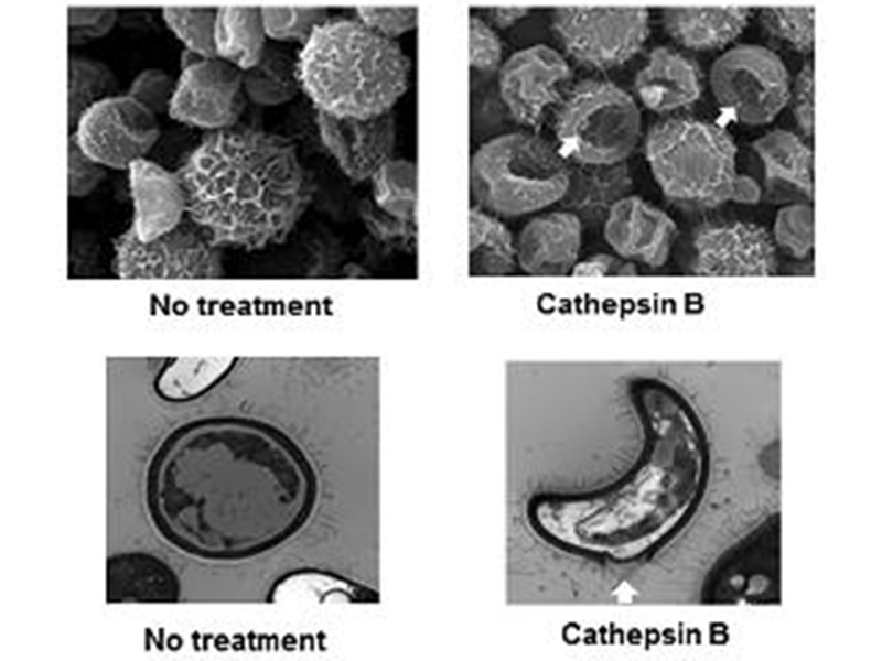 Graphic of cathepsin B degradation of the cryptococcal cell wall Graphic of cathepsin B degradation of the cryptococcal cell wall