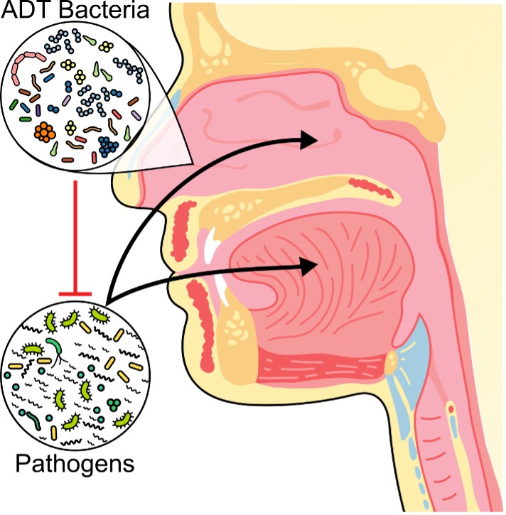 Stubbendieck Project