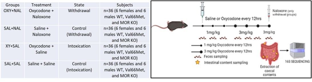 Vazquez-Sanroman Project