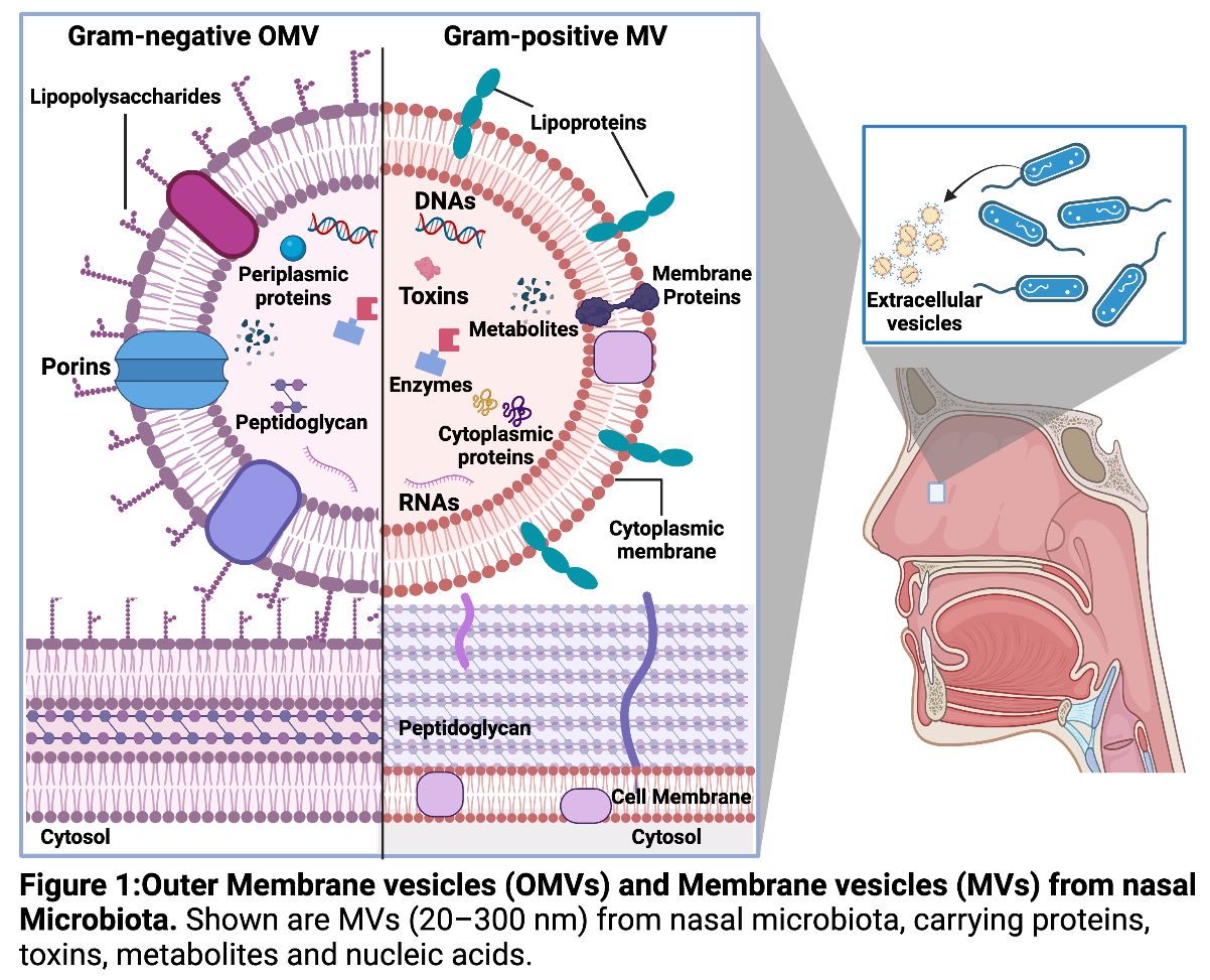 Nasal microbiota-derived extracellular vesicles and their influence on epithelial function in chronic rhinosinusitis figure