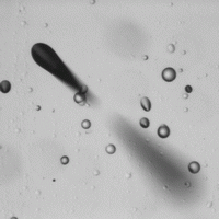 This animation details the extent of a single track that spans the thickness of the detector by focusing a microscope through the clear plastic of the CR-39.