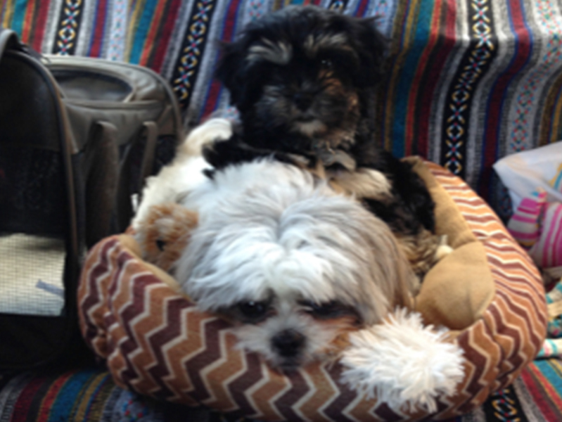 small white dog and small black dog lying in a dog bed