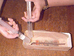 Exposing earthworm to rose oil and butanol from syringes