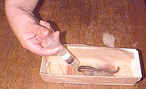 Worm retracting from exposure to butanol.