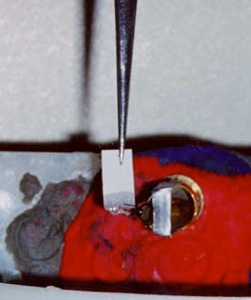 Identification of the US response with the extended proboscis in contact with the filter paper.