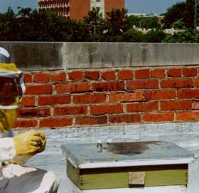 Person collecting a bee