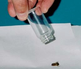 Removing sleeping bee from glass vial