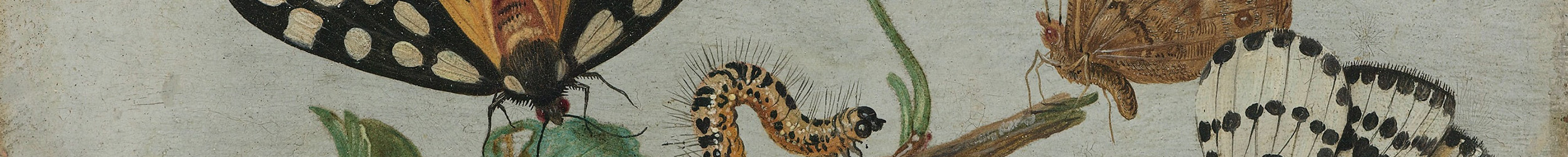 two butterflies and a caterpillar side by side